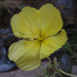 Meet your Posher, Natasha